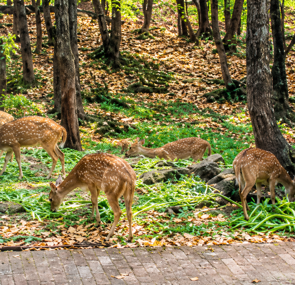 देहरादून चिड़ियाघर (मालसी डियर पार्क)