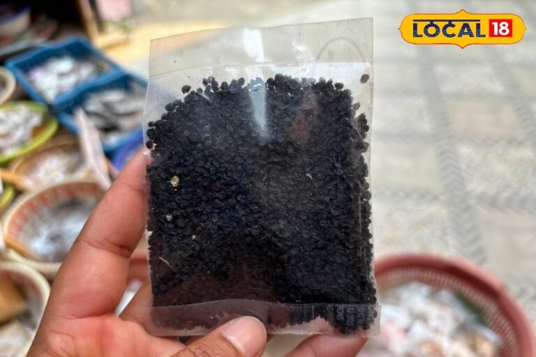 कलौंजी के तेल से करें टूटते बालों की मालिश, सिर्फ 14 दिन में मिलेगा छुटकारा