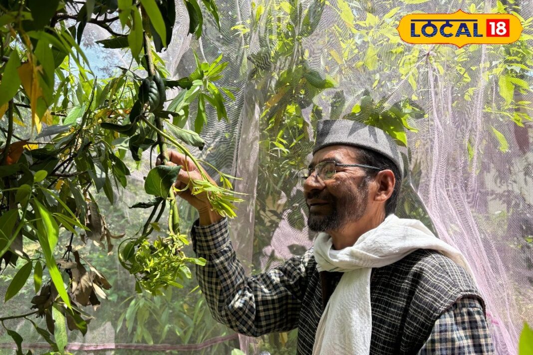 Silkworm Farming: बागेश्वर में हो रही दुनिया के सबसे महंगे रेशम की खेती!