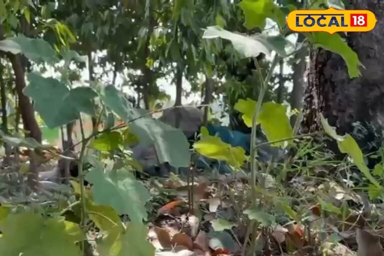 सांप के जहर और जहरीले कीटों से बचाव में कारगर है ये पौधा, जानें अनोखे फायदे