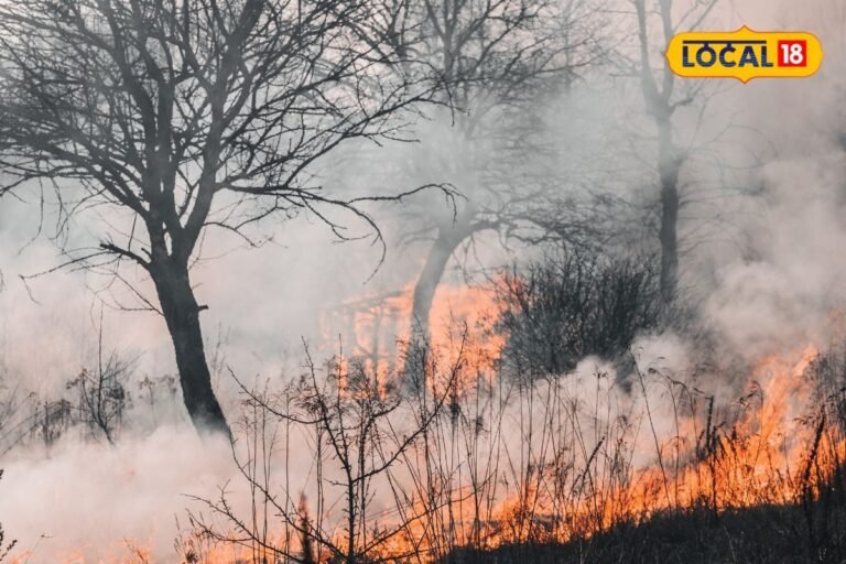 अब न जंगल धधक रहे, न बंदर मचा रहे उधम! सरकार की योजनाएं दिखा रहीं असर