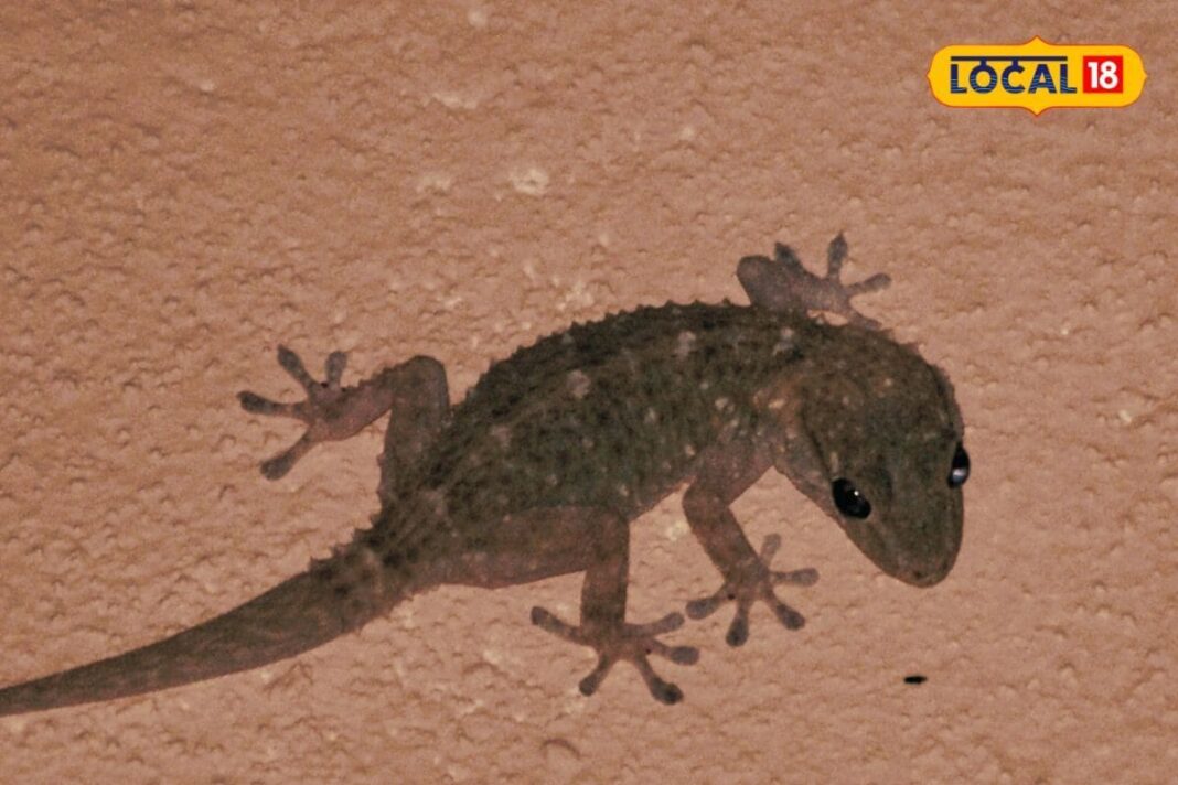 घर में छिपकलियों ने मचा रखा है आतंक? तुरंत ट्राई करें ये 5 अचूक उपाय...