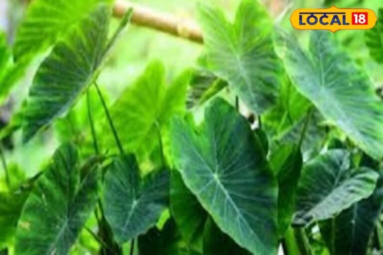 किसानों के लिए फायदेमंद है ये सब्जी… गर्मी में करें बुवाई, बंपर होगी कमाई