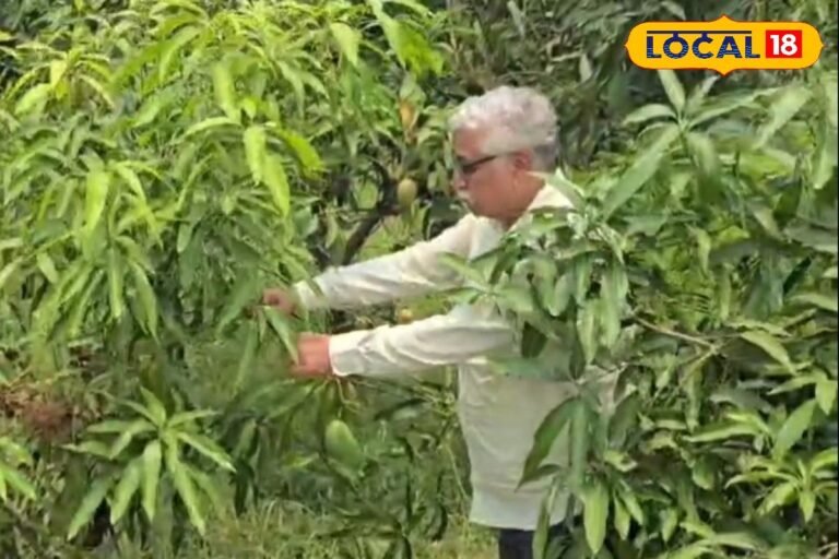 नैनीताल के इस किसान ने 2 हेक्टेयर में लगाए 2650 आम के पेड़, खटाखट छाप दिए पैसे