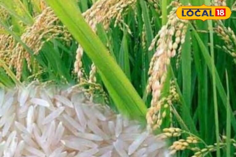 कभी खुशबू से महकता था देहरादून का बासमती, अब बाहर से मंगवाना पड़ रहा चावल