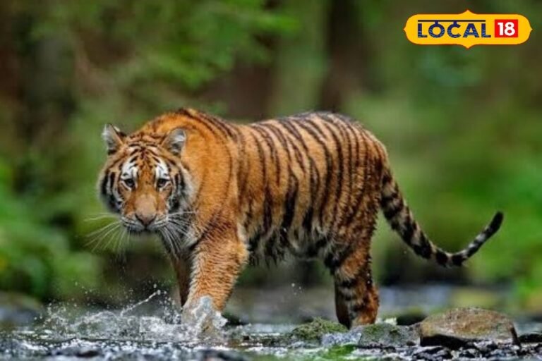 जानिए क्यों कॉर्बेट से राजाजी भेजे जा रहे हैं 5 बाघ, क्या होगा फायदा