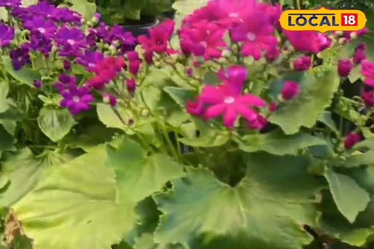 यहां मिलेगा फूलों का संसार, मसूरी शहर से सिर्फ 3 किमी दूरी पर है यह सुंदर डेस्टिनेशन