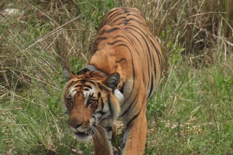 टाइगर ऑन टूर: राजाजी पार्क के दो बाघों की ‘वन यात्रा’ से वन विभाग अलर्ट