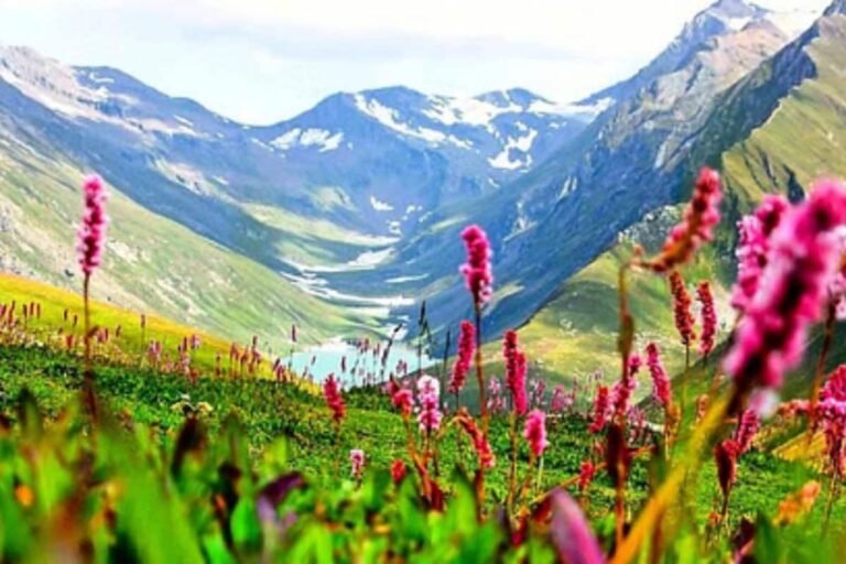 खुल चुका है स्वर्ग सी सजी ‘फूलों की घाटी’, जादू ऐसा हर 15 दिन में बदलता है रंग