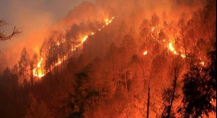 Tehri Garhwal Woman Dies After Being Engulfed in Forest Fire